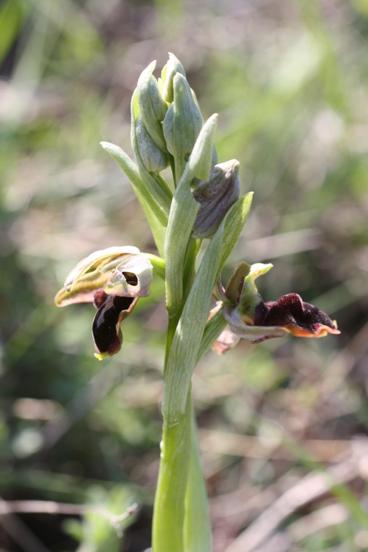 Изображение особи Ophrys mammosa ssp. caucasica.