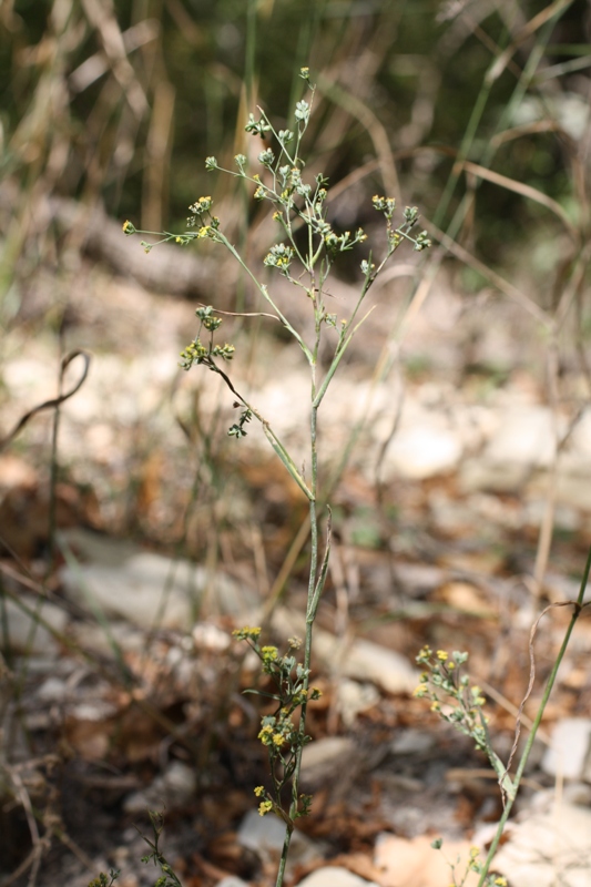 Image of Bupleurum brachiatum specimen.