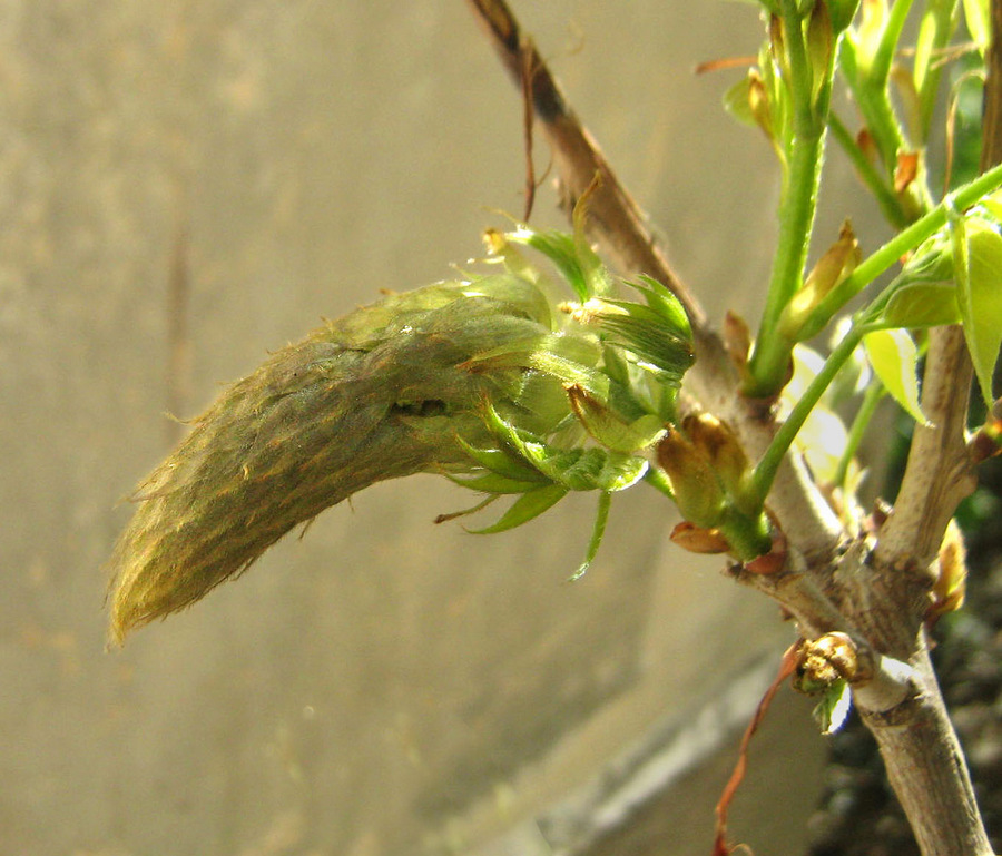 Изображение особи Wisteria sinensis.