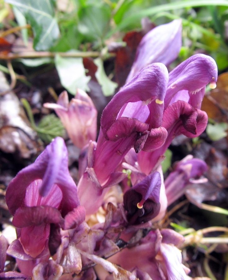 Image of Lathraea clandestina specimen.