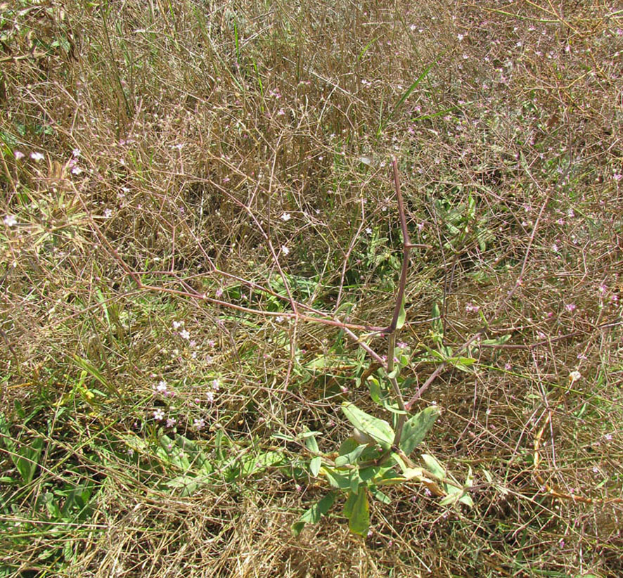 Image of Gypsophila perfoliata specimen.