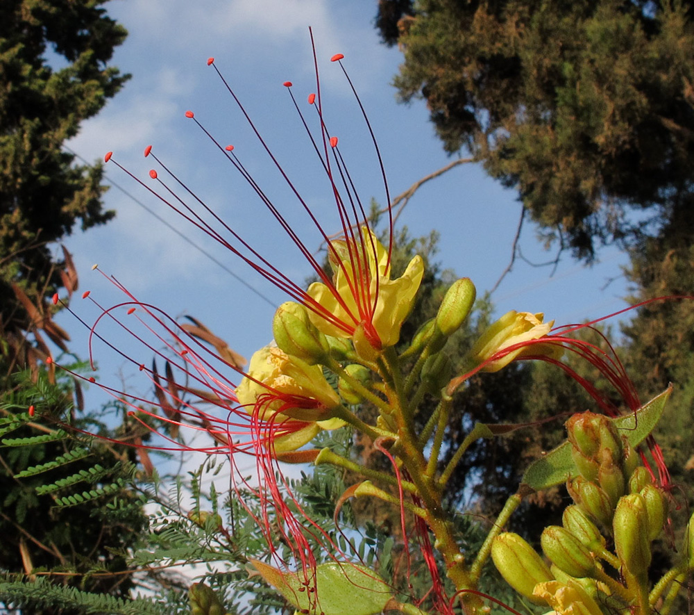 Изображение особи Caesalpinia gilliesii.