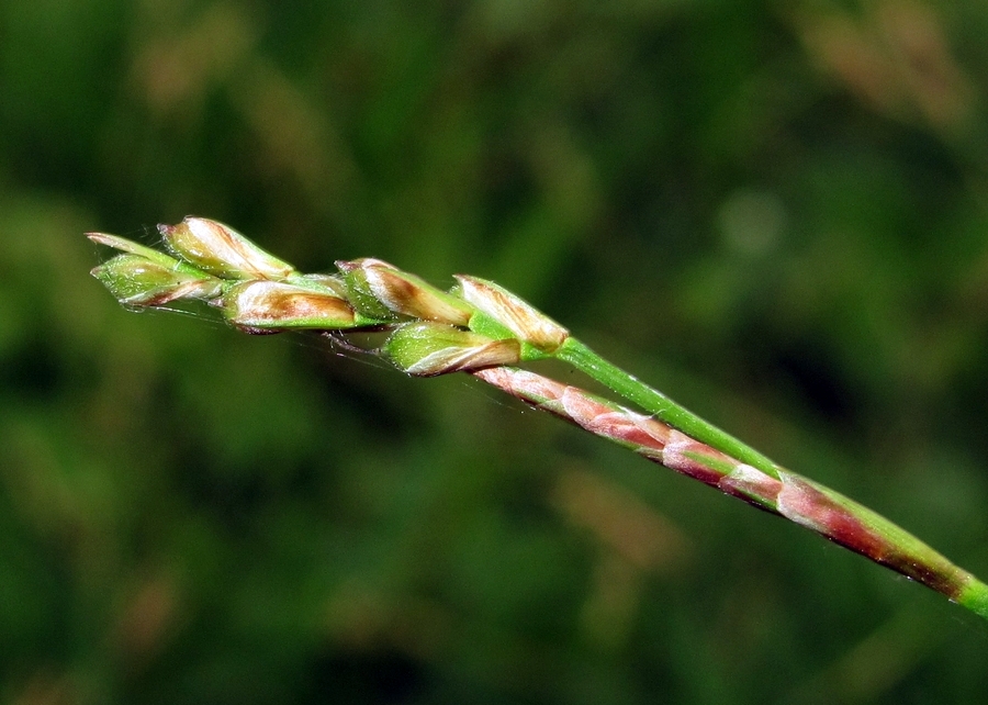 Изображение особи Carex digitata.