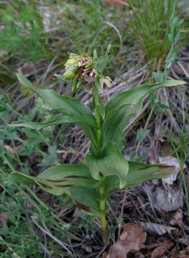 Изображение особи Epipactis helleborine.