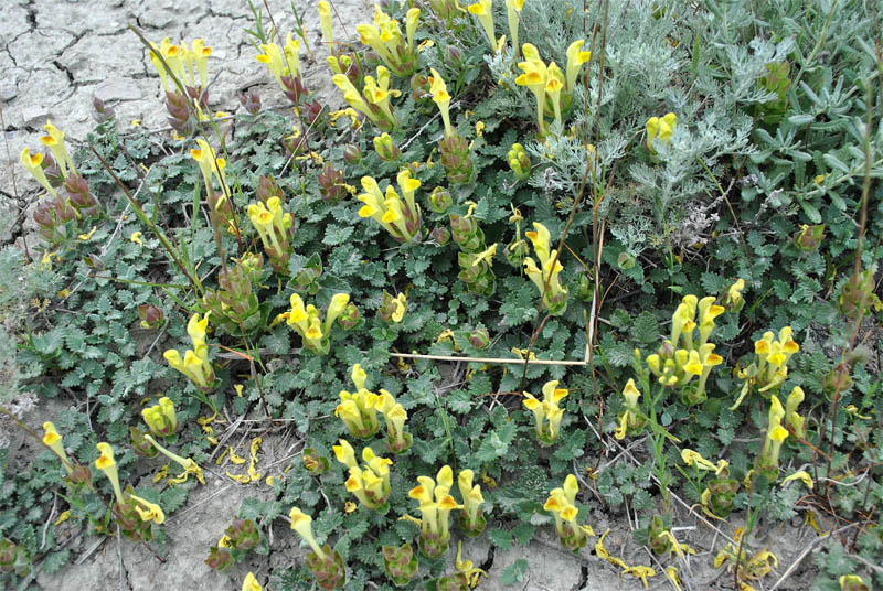 Image of Scutellaria orientalis specimen.