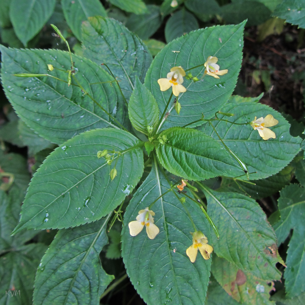 Image of Impatiens parviflora specimen.