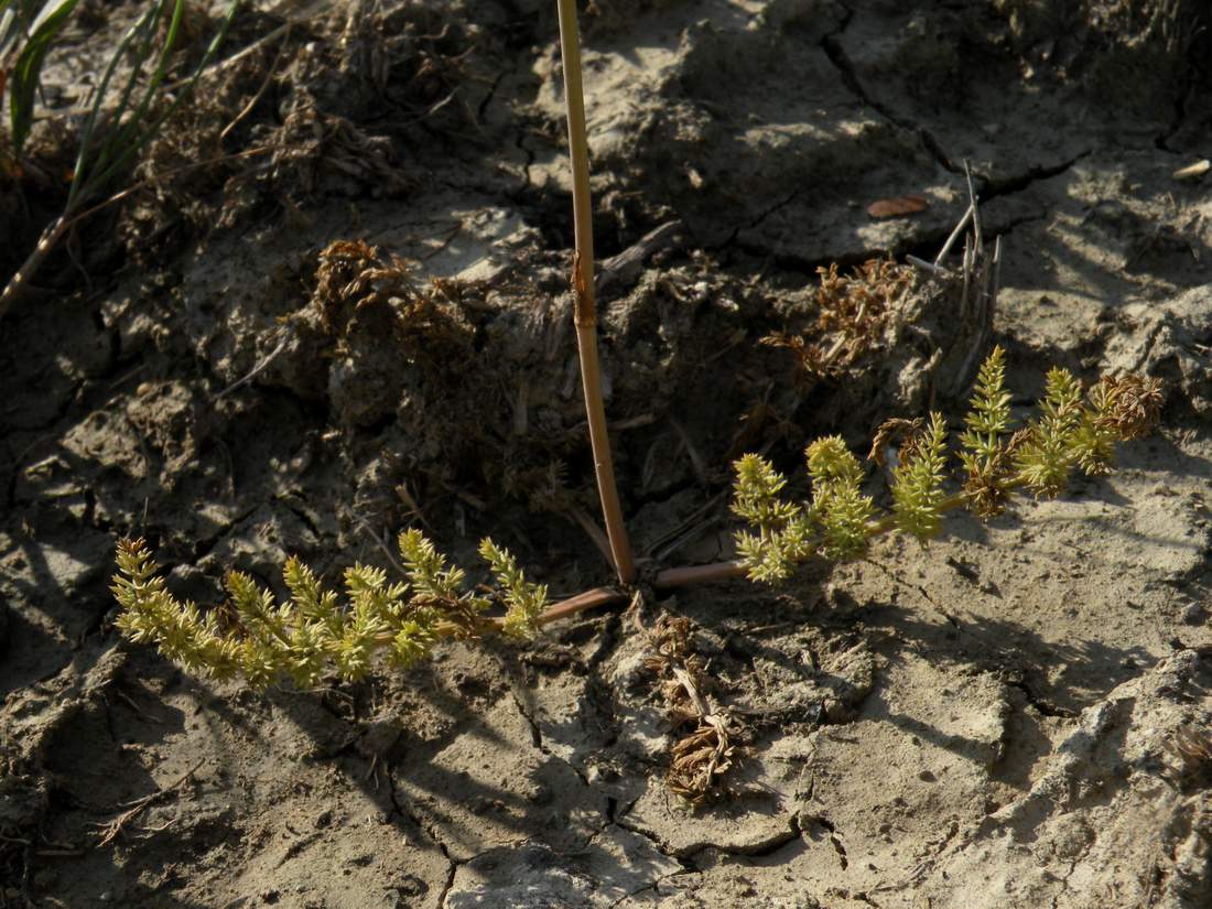 Image of Palimbia defoliata specimen.