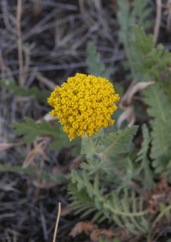 Изображение особи Achillea filipendulina.