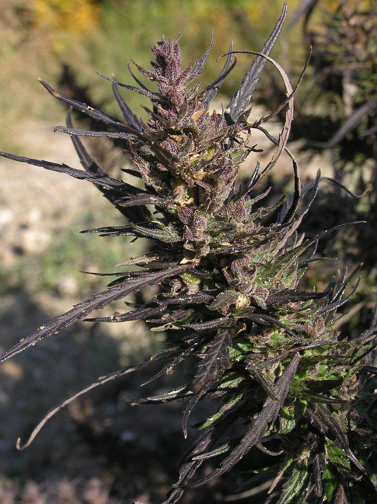 Image of Cannabis sativa var. spontanea specimen.