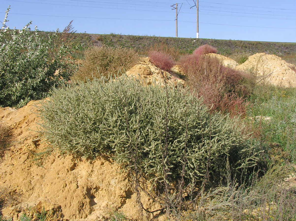 Изображение особи Salsola tragus.