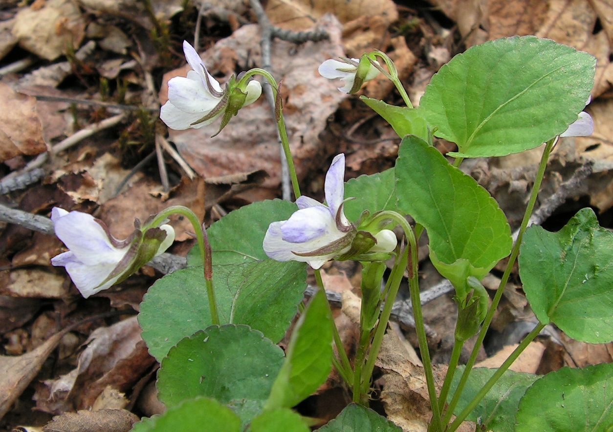 Изображение особи Viola sacchalinensis.