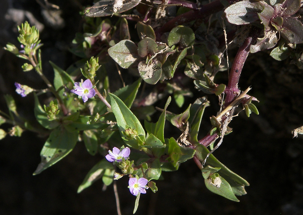 Image of Veronica anagalloides specimen.