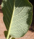 Hydrangea aspera подвид sargentiana. Часть обратной стороны листовой пластинки. Германия, г. Krefeld, ботанический сад. 16.09.2012.