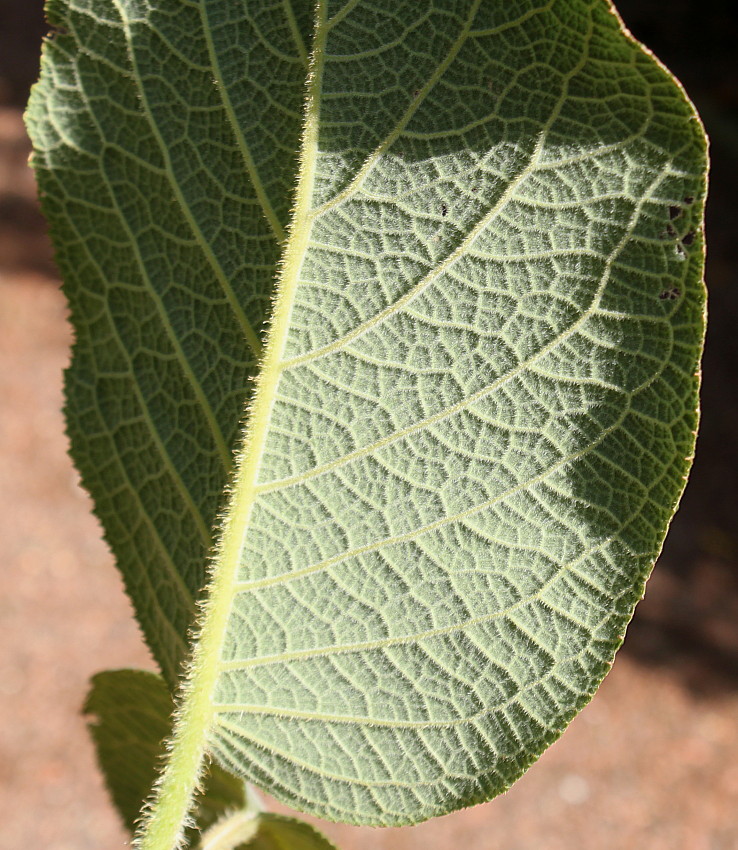 Image of Hydrangea aspera ssp. sargentiana specimen.