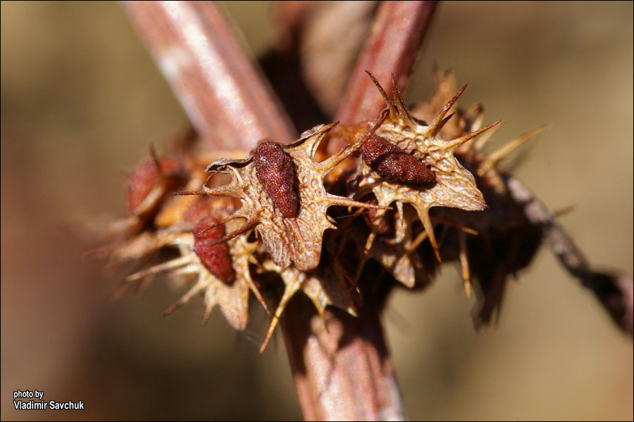 Image of Rumex halacsyi specimen.