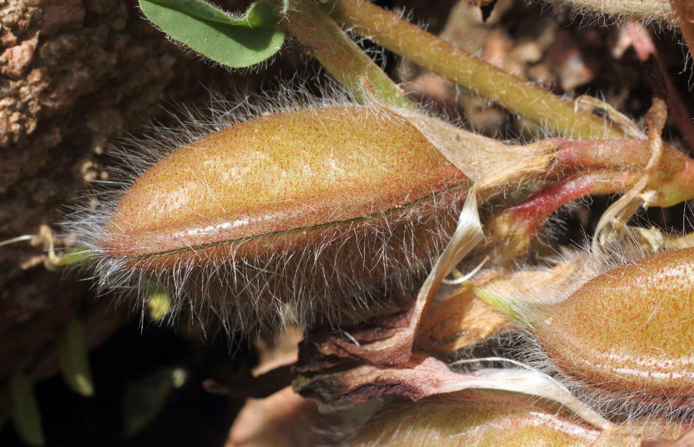 Image of Astragalus atrovinosus specimen.