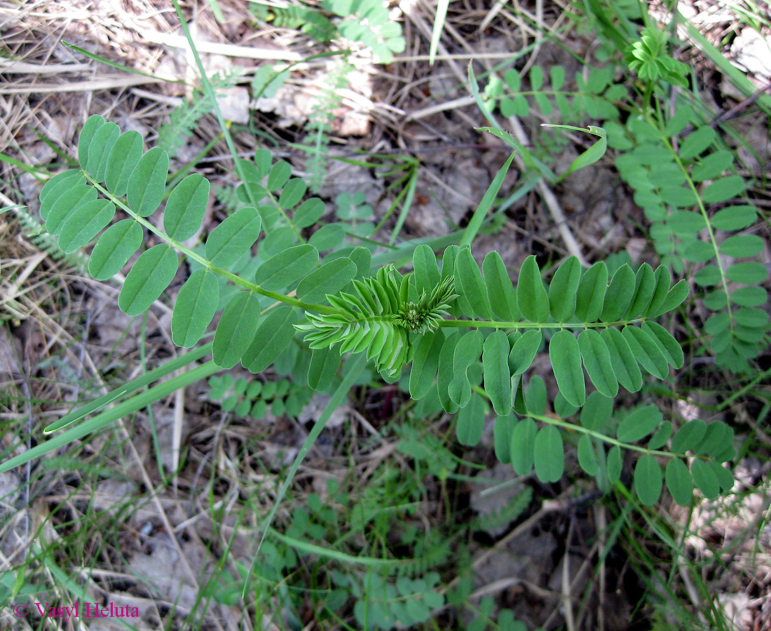 Image of Securigera varia specimen.