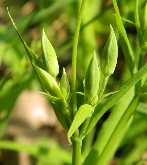 Изображение особи Stellaria holostea.