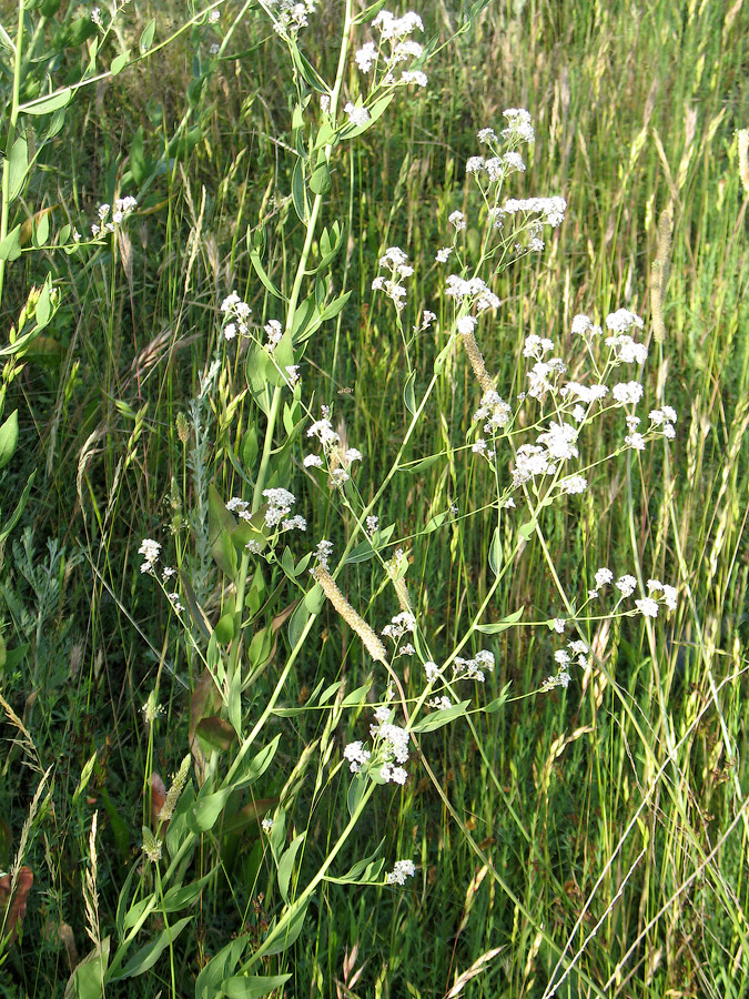 Изображение особи Lepidium latifolium.