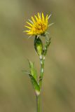 род Tragopogon. Верхушка растения с соцветием. Ростовская обл., Аксайский р-н, окр. хут. Александровка. 09.06.2013.