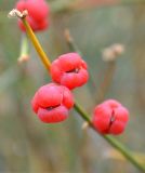 Ephedra distachya