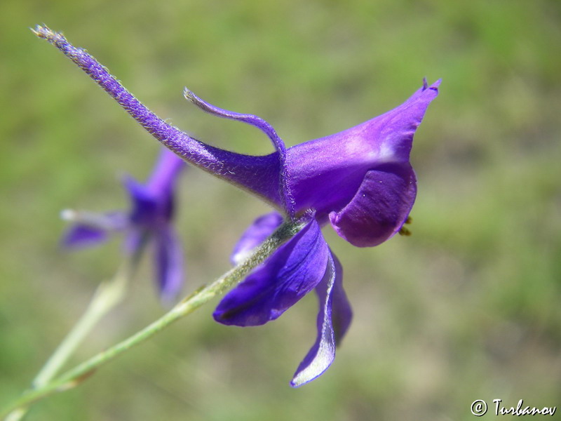 Image of Delphinium divaricatum specimen.