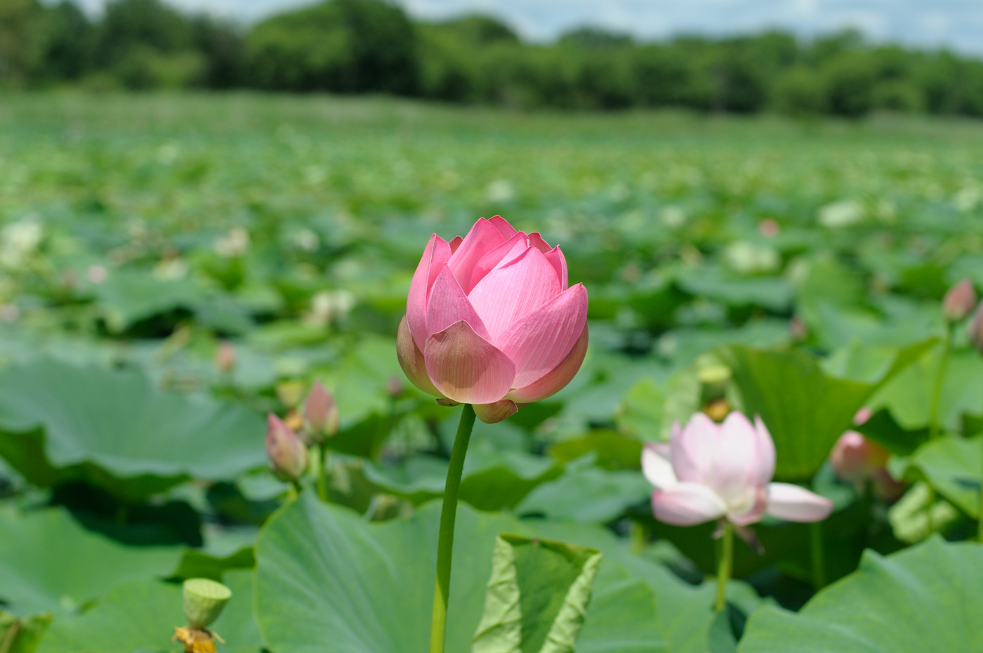 Image of Nelumbo komarovii specimen.