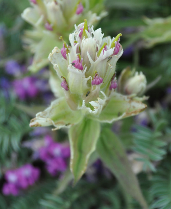 Image of Castilleja pavlovii specimen.