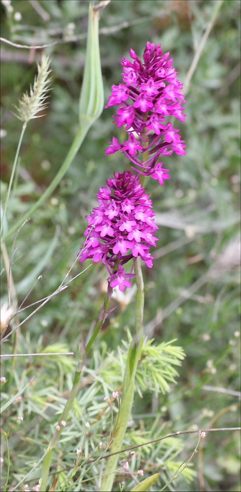 Изображение особи Anacamptis pyramidalis.