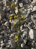 Hieracium robustum