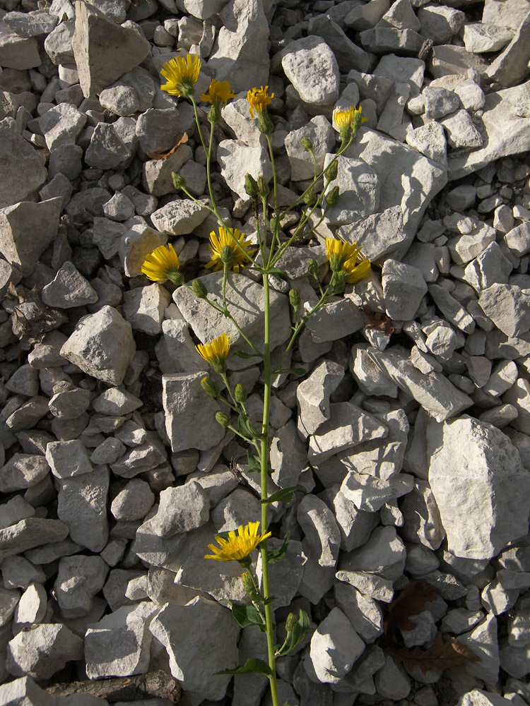 Изображение особи Hieracium robustum.