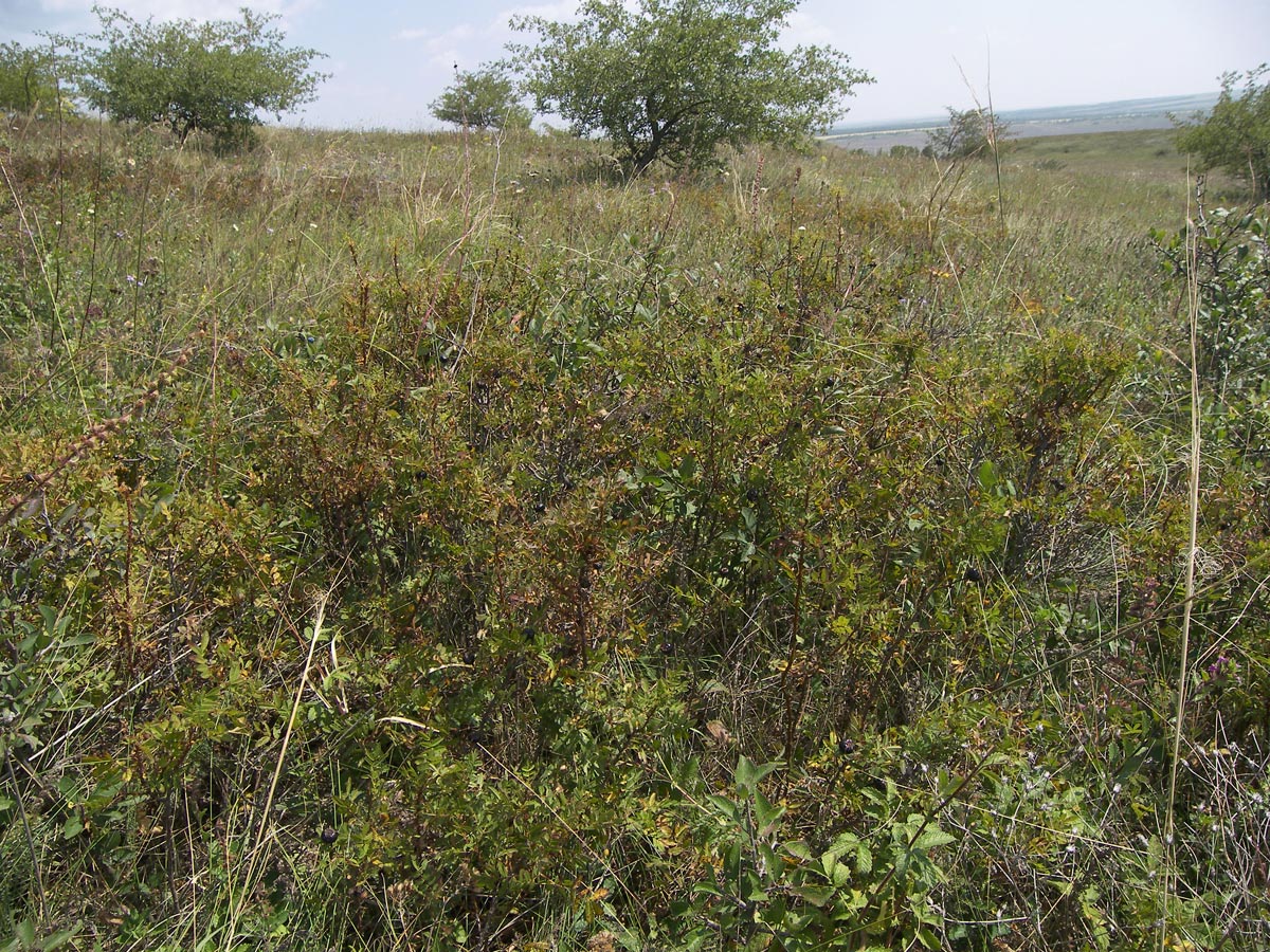 Image of Rosa elasmacantha specimen.