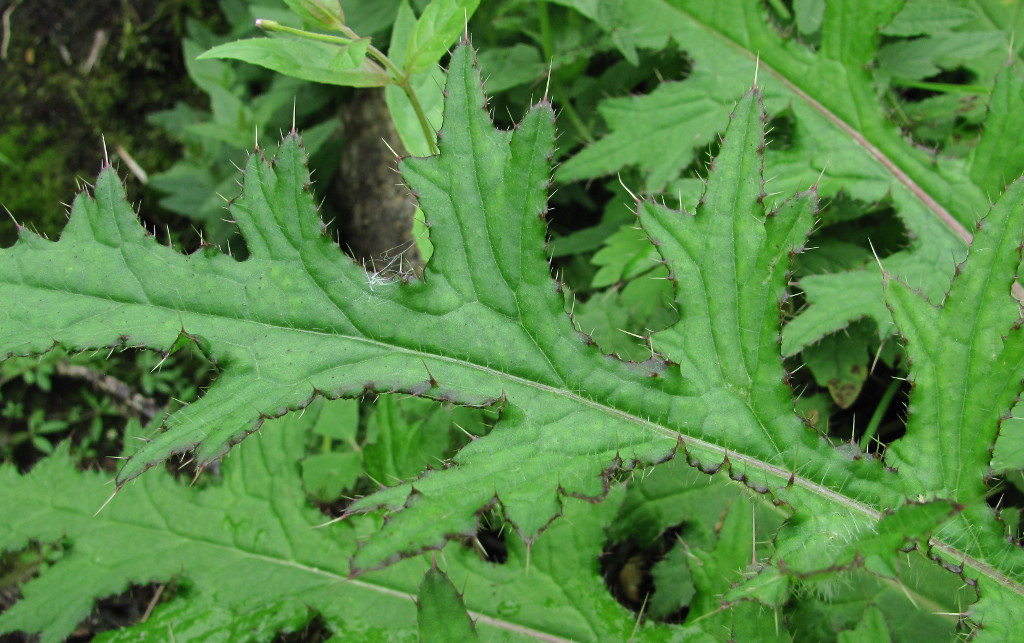 Изображение особи Cirsium palustre.