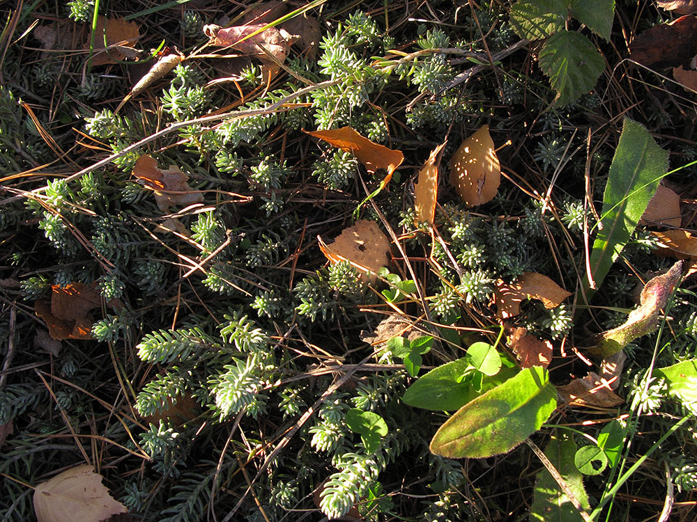 Image of Sedum reflexum specimen.