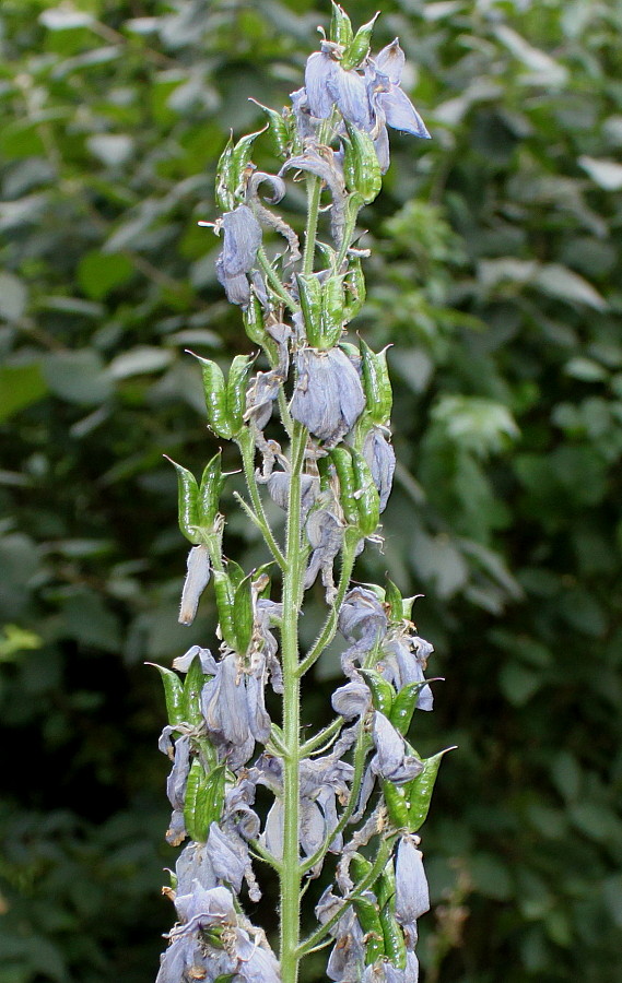 Изображение особи Delphinium ceratophorum.