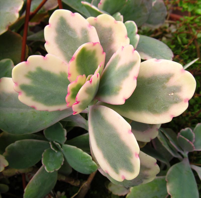 Image of Kalanchoe fedtschenkoi specimen.