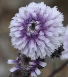 Globularia alypum. Соцветие. Греция, Халкидики. 20.02.2014.