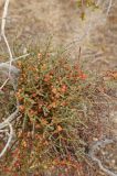 Phoradendron californicum. Плодоносящее растение, паразитирующее на Larrea tridentata. США, Калифорния, Joshua Tree National Park. 19.02.2014.