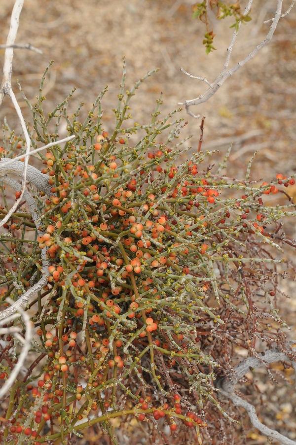 Image of Phoradendron californicum specimen.