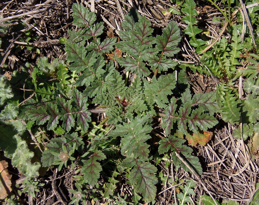 Image of Erodium hoefftianum specimen.