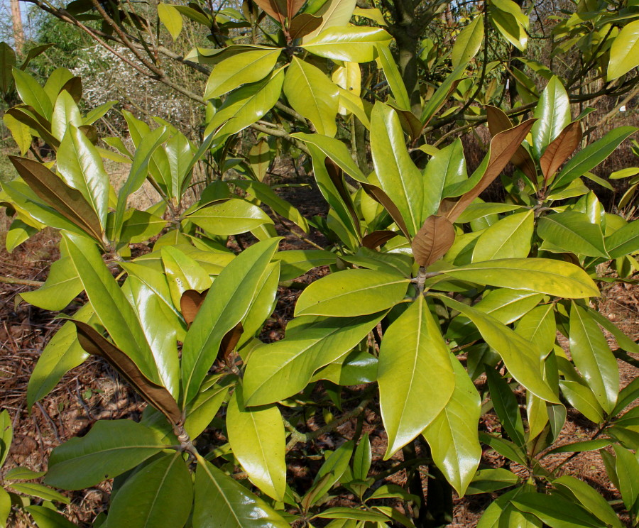 Image of Magnolia grandiflora specimen.