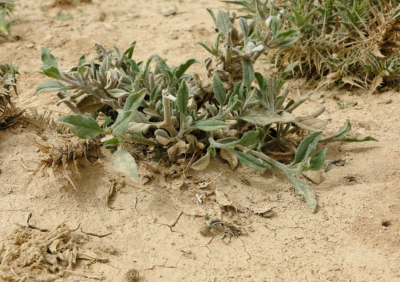 Image of Trichodesma africana specimen.