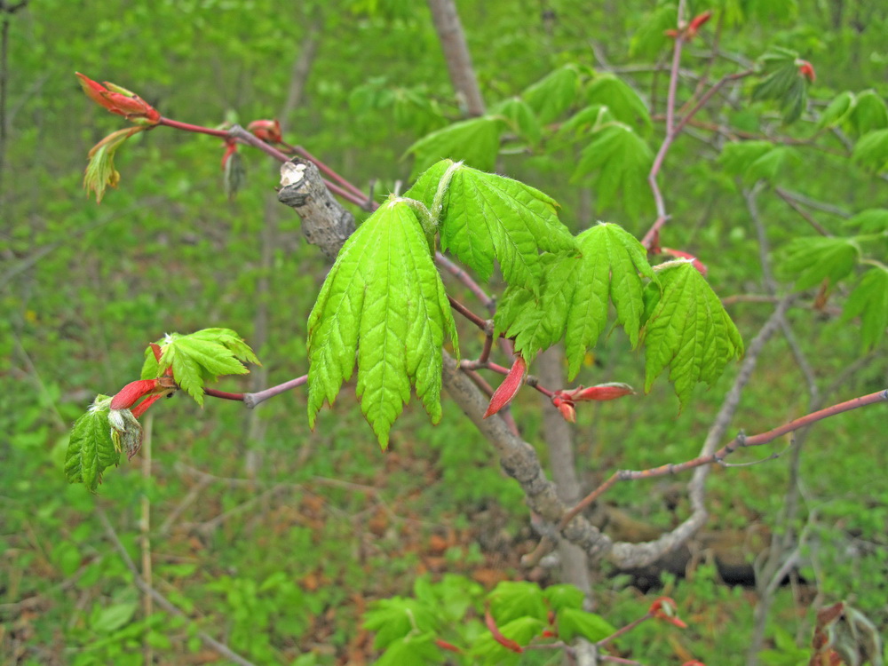 Image of Acer pseudosieboldianum specimen.