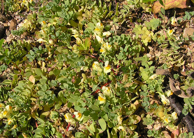 Изображение особи Linaria japonica.