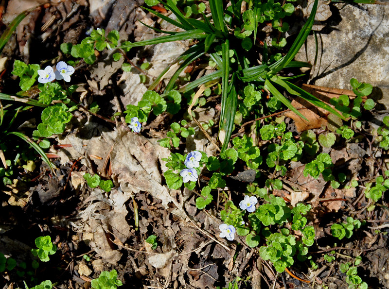 Image of Veronica filiformis specimen.