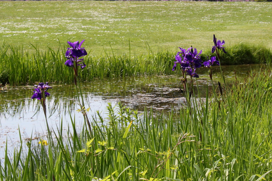 Image of Iris sanguinea specimen.