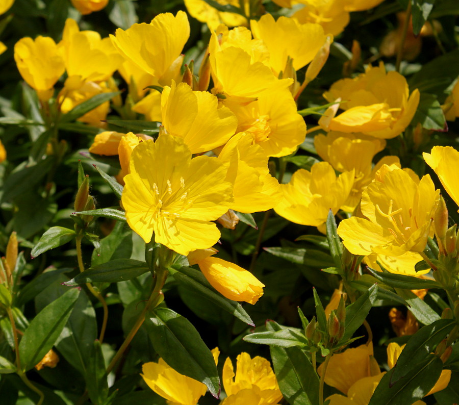 Image of genus Oenothera specimen.