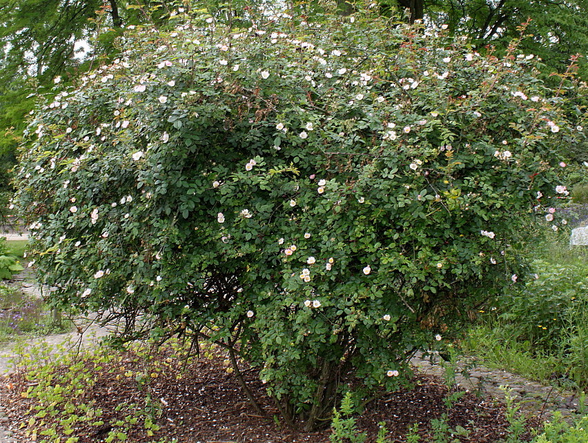 Изображение особи Rosa stylosa.