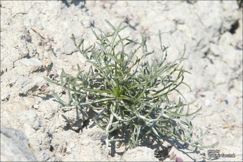 Изображение особи Lepidium turczaninowii.