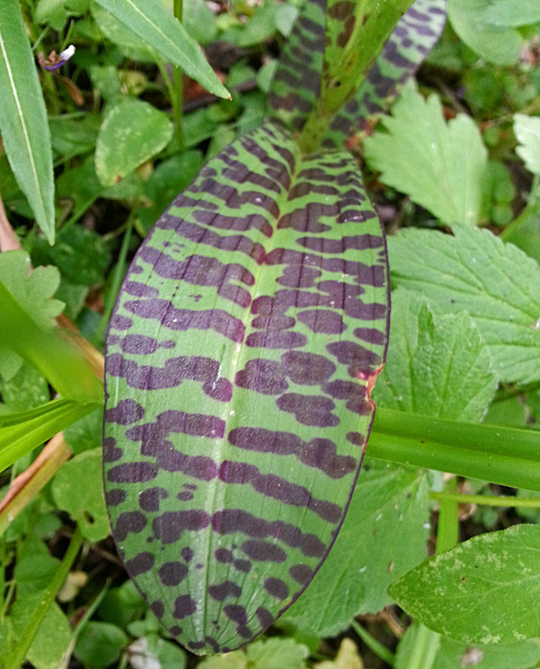 Image of Dactylorhiza fuchsii specimen.